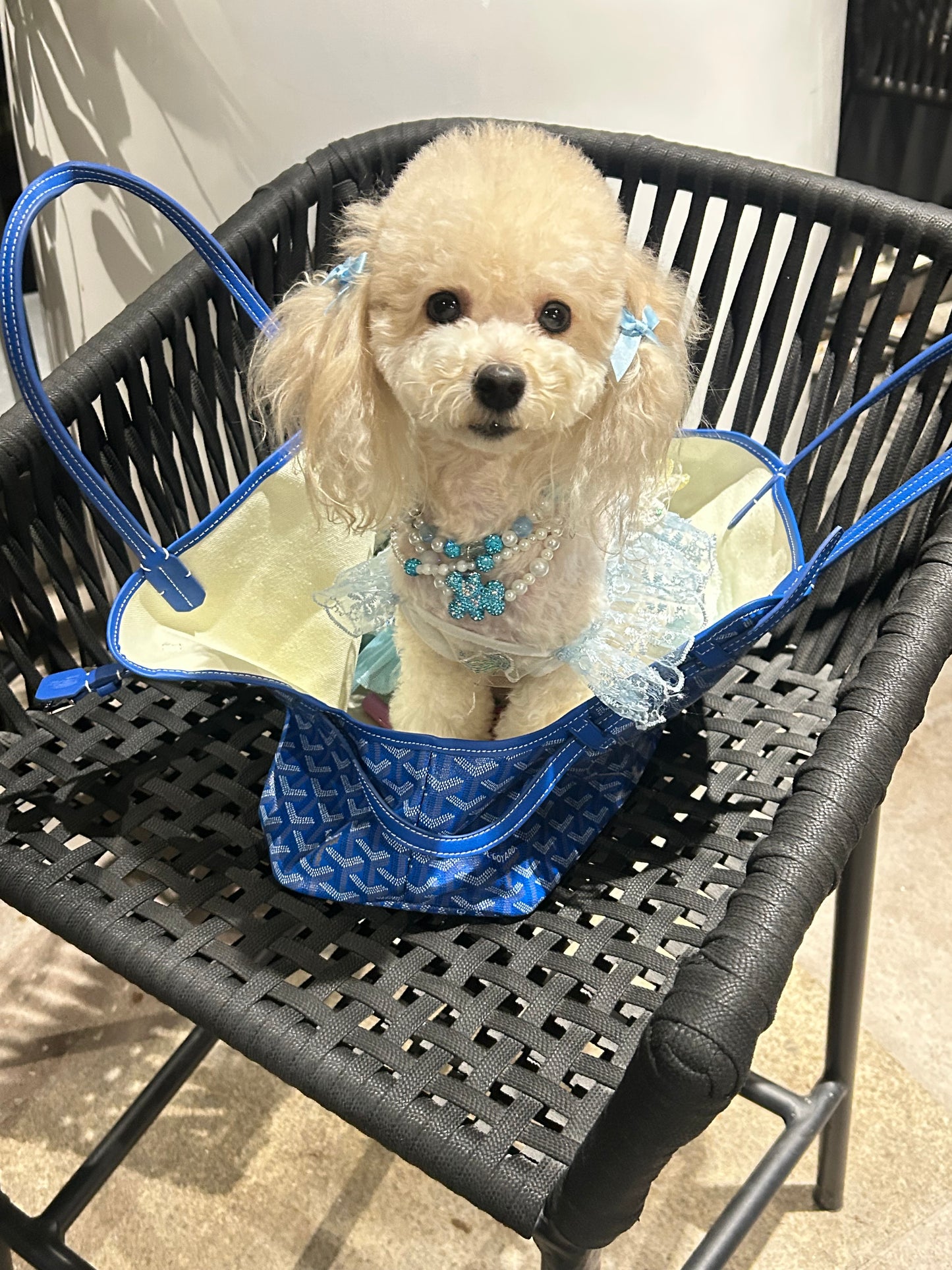 Blue pet carrier as picture shows