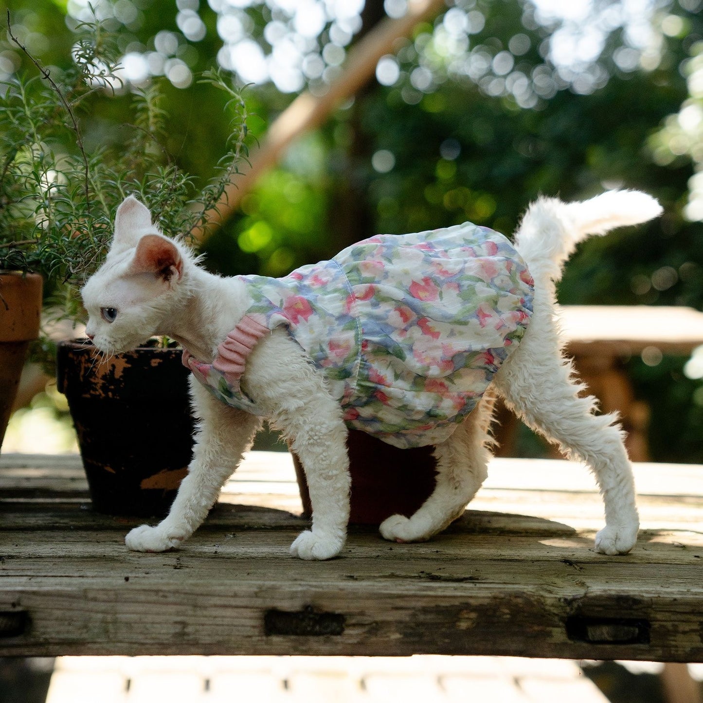 C012-Floral Pumpkin Dress for Cats Summer Breathable Wear for Devon Rex Sphinx Cat with Adorable Floral Pattern