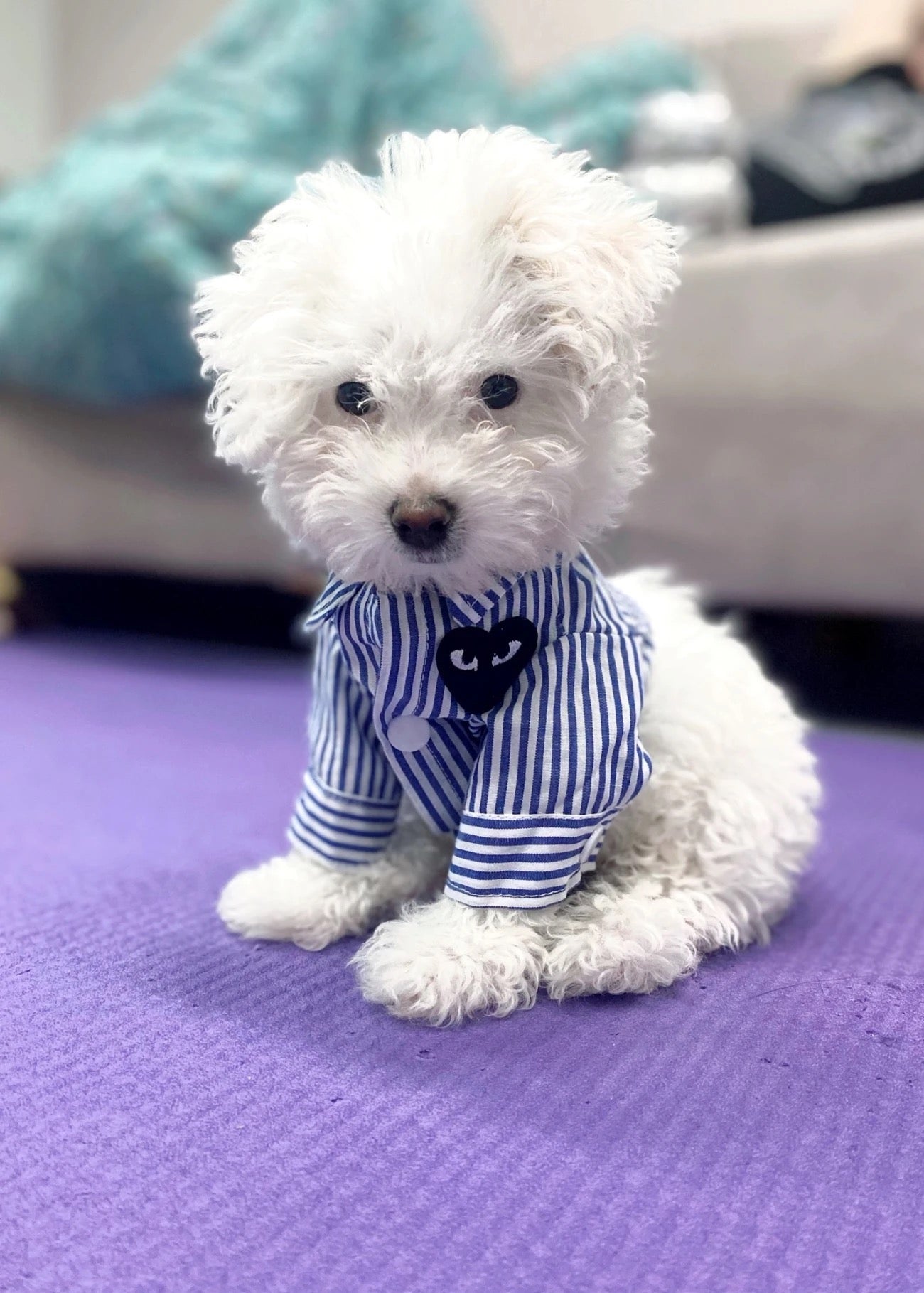 M011-Blue Striped Class Pattern T Shirt for Dogs and Cats Summer Wear for Boy Dog with Fun Black Patch Design