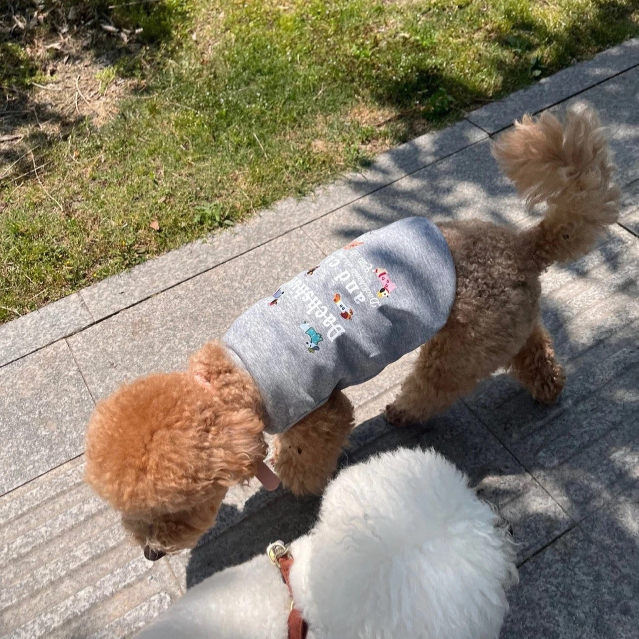 M013-Dachshund Print Summer Shirt for Dogs Breathable Wear for Small Dog Black & Gray Options with Adorable Dachshund Cat Design
