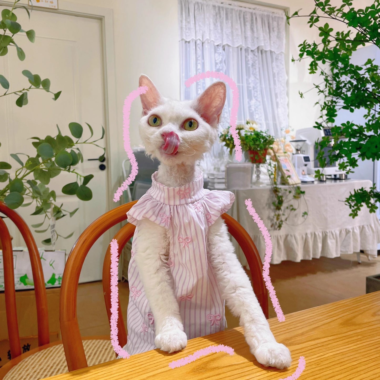 C010-Cute Pink Stripe Shirt with Pink Bow Embroidery for Cat Devon Rex & Sphinx Cats Adorable Pet Apparel
