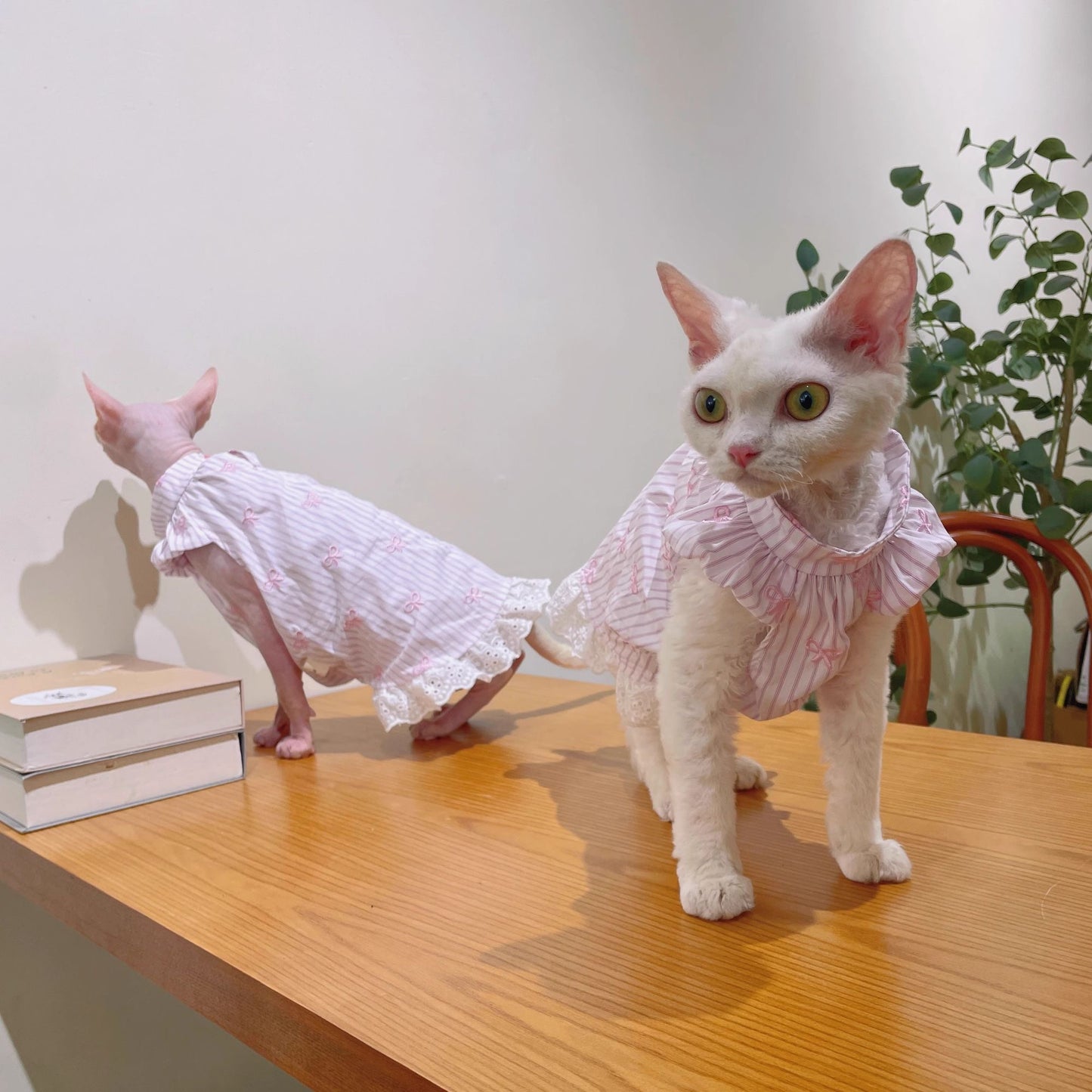 C010-Cute Pink Stripe Shirt with Pink Bow Embroidery for Cat Devon Rex & Sphinx Cats Adorable Pet Apparel