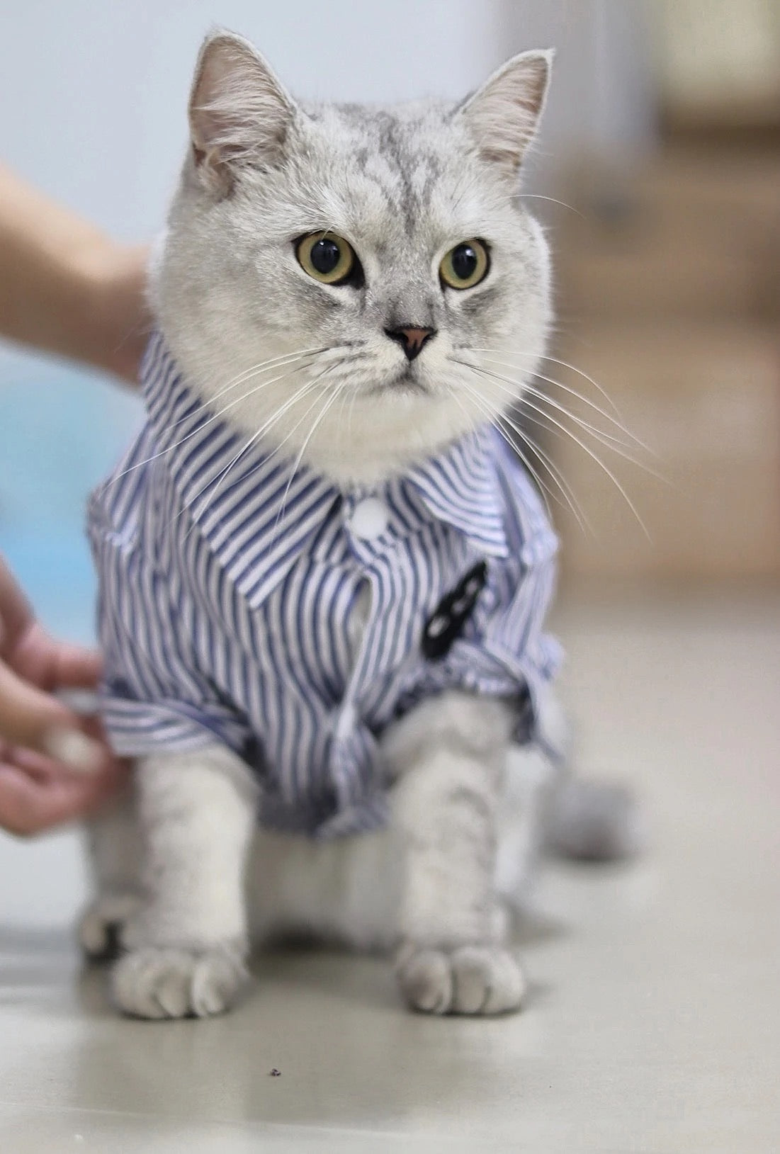 M011-Blue Striped Class Pattern T Shirt for Dogs and Cats Summer Wear for Boy Dog with Fun Black Patch Design